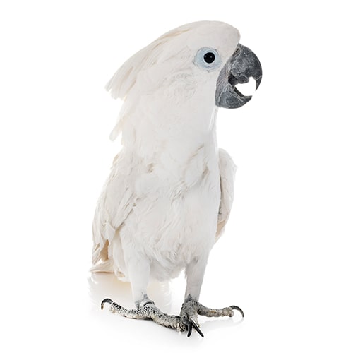 Un pájaro exótico: la cacatúa