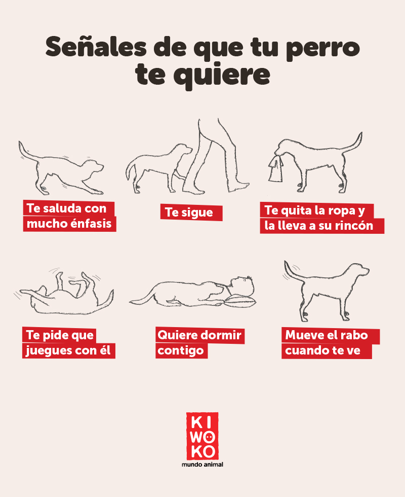 como saber si tu perro te quiere