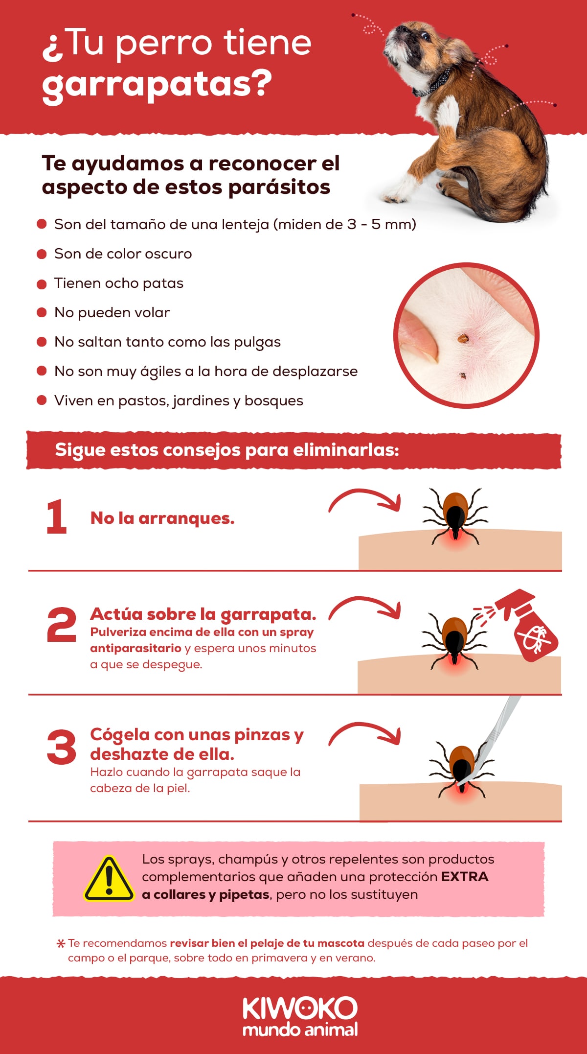 infografía ¿Como son las garrapatas?