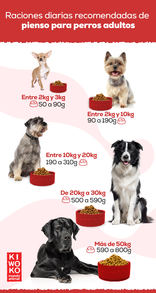 cuanto tiene que comer un perro adulto