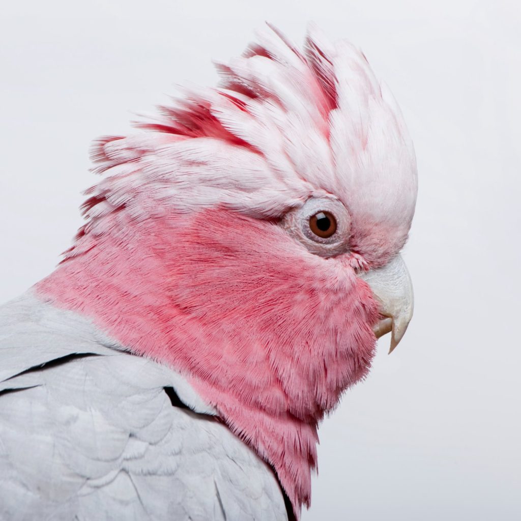 cacatúa rosada
