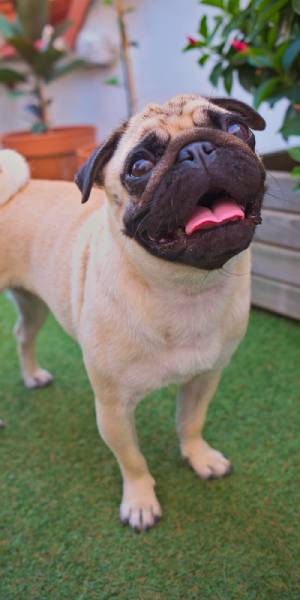 fotos de carlino pug