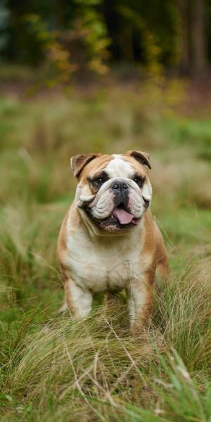 bulldog ingles fotos 2
