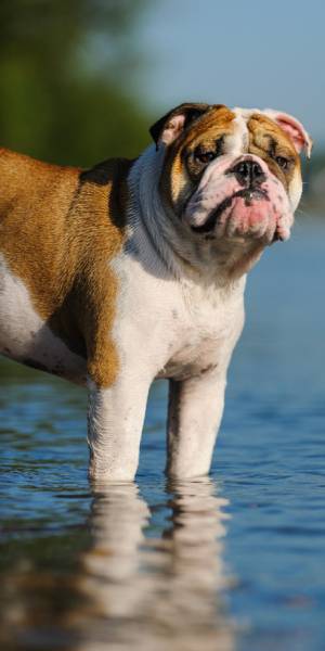 bulldog ingles fotos 1