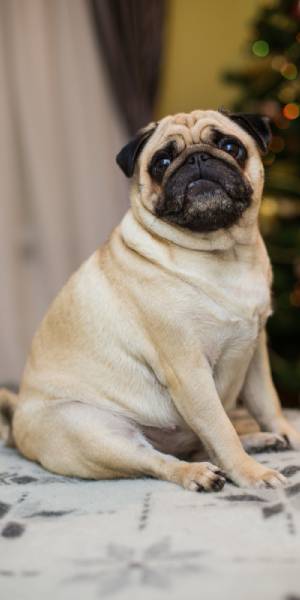 carlino pug fotos