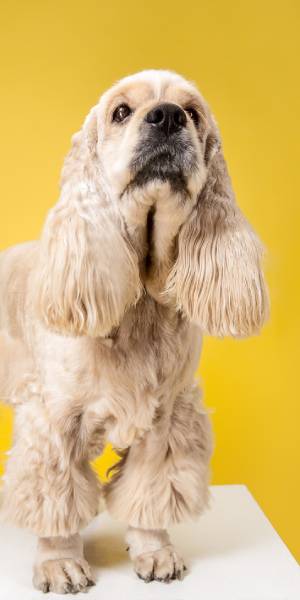 cocker spaniel ingles fotos