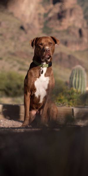 pitbull fotos 1