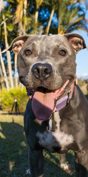 pitbull fotos
