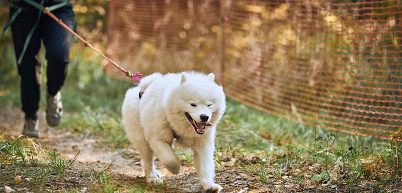 canicross deportes con perros