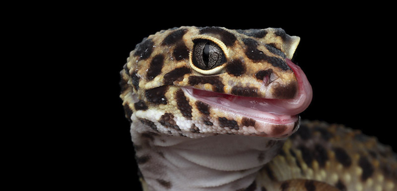 gecko cuidados verano