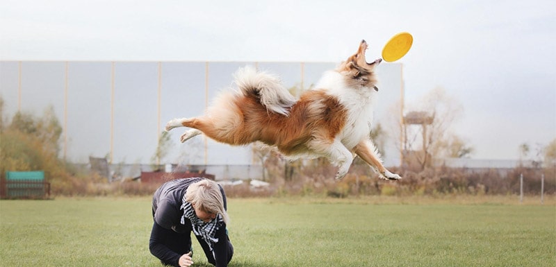 disc dog deportes con perros