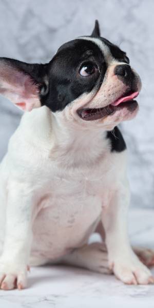 cachorro boston terrier fotos