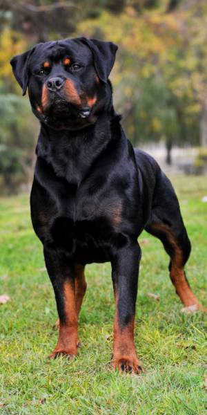 rottweiler