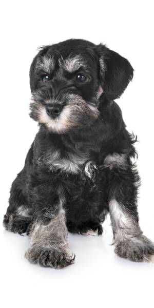 foto de Schnauzer miniatura cachorro