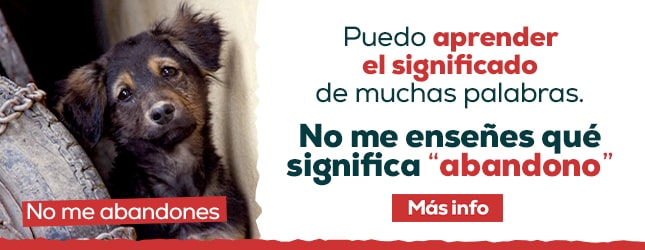 lucha contra el abandono