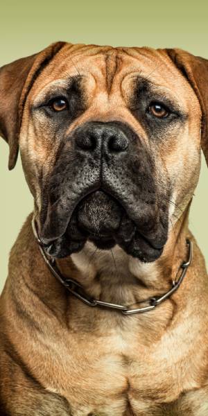 fotos del bullmastiff