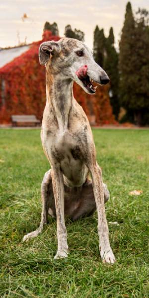 fotos de galgos ingles 