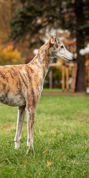 galgo ingles fotos