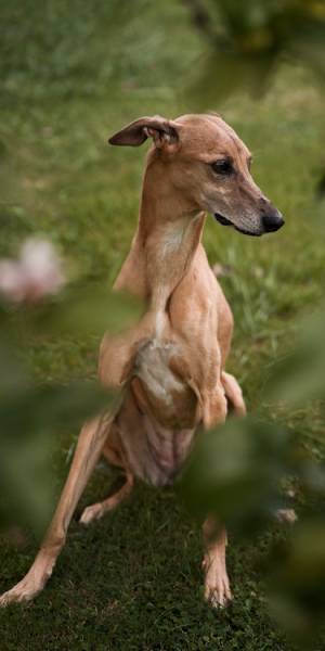 galgos ingleses fotos