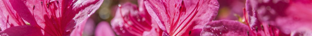 azalea plantas toxicas para perros