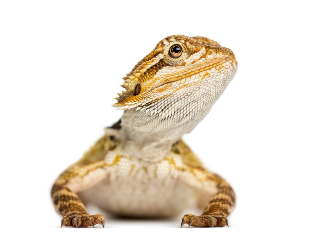 foto de una pogona