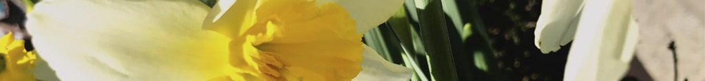 narcisos plantas toxicas para perros