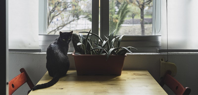 como proteger las ventanas para un gato