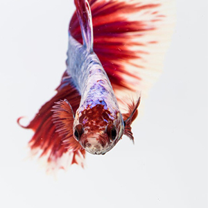 pez betta