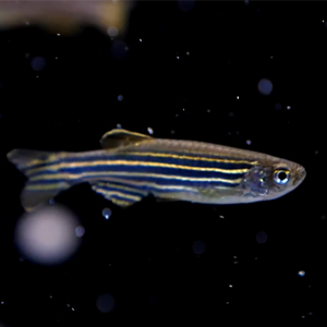 pez cebra peces para acuarios pequeños