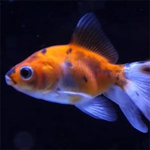 pez fantail peces para acuarios pequeños