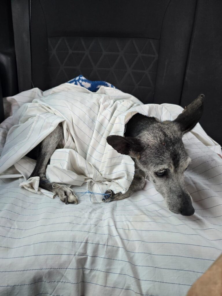 rescate de Jacinta