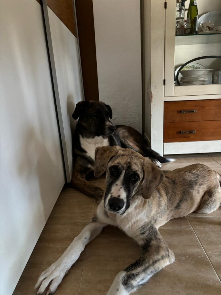 Xaia y Nux