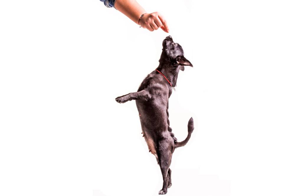 como entrenar a un perro con clicker