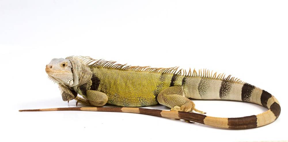 iguana