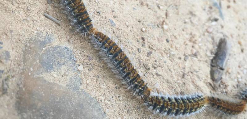 oruga procesionaria