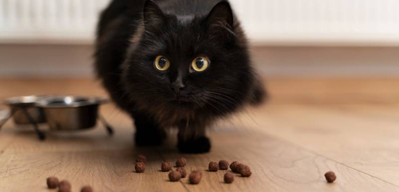 mi gato no come porque