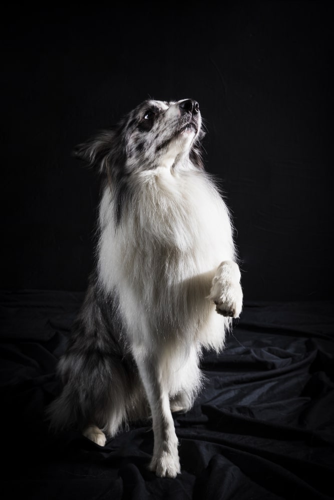 Border collie fotos 2