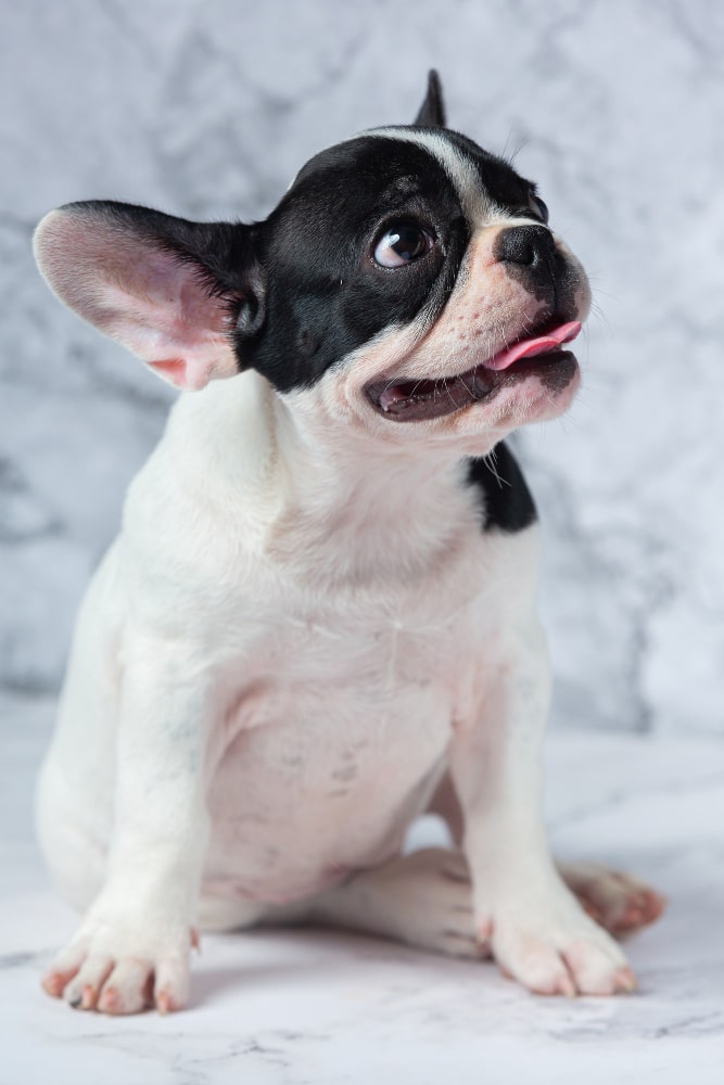 bulldog frances 2