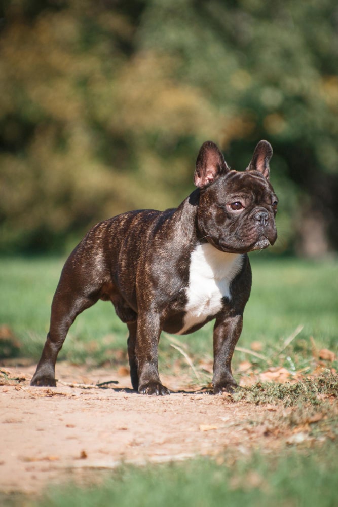 bulldog frances 3