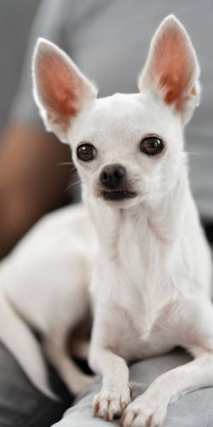 Chihuahua fotos 1