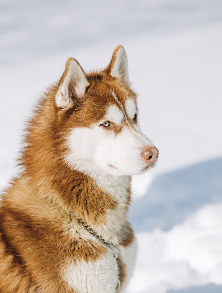 husky siberiano fotos 1