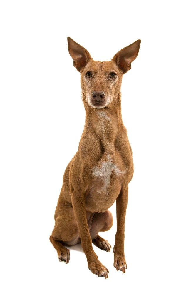 podenco andaluz fotos