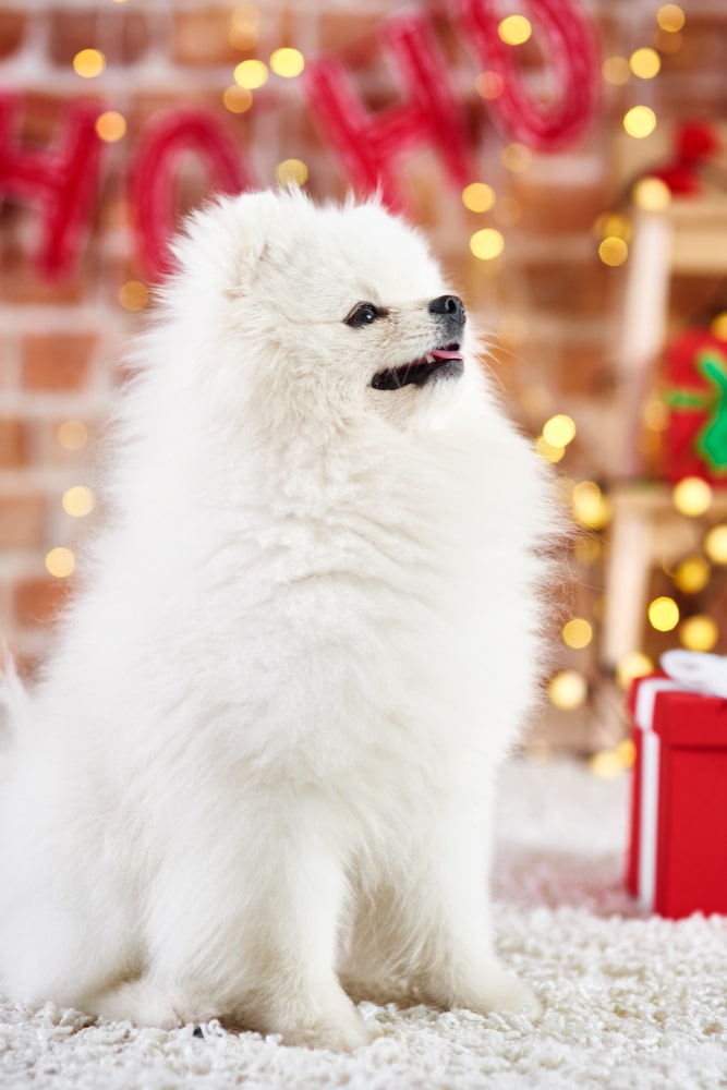Fotos de perro pomerania