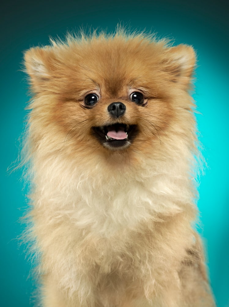 Fotos del perro pomerania