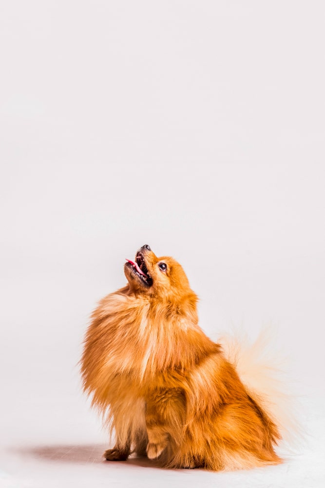 Fotos de la raza pomerania