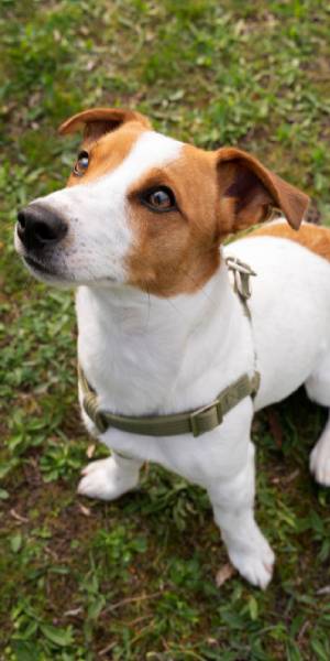 fotos jack russell terrier