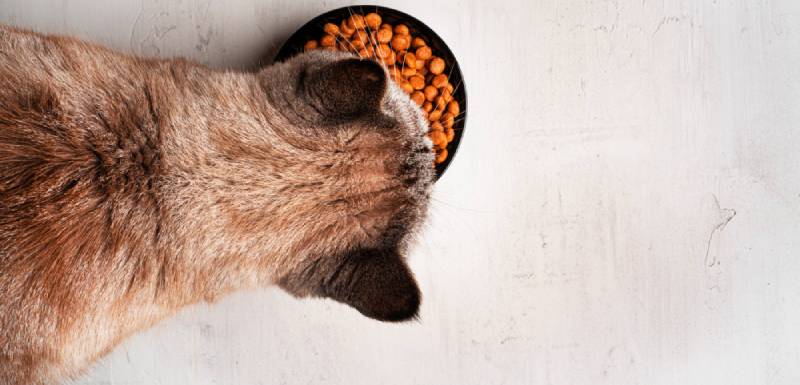 mejores piensos para gatos