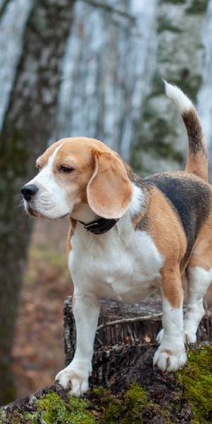 fotos de beagle 3