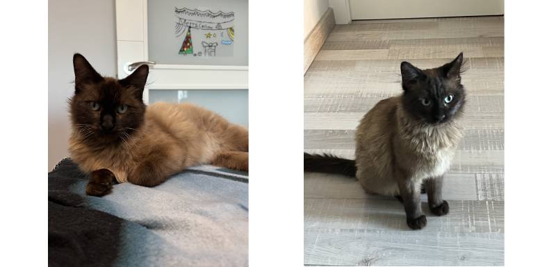 adopcion paul y lidia