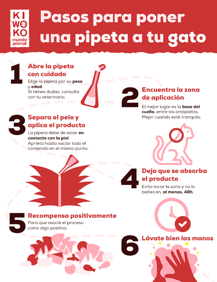 pasos para poner una pipeta a un gato